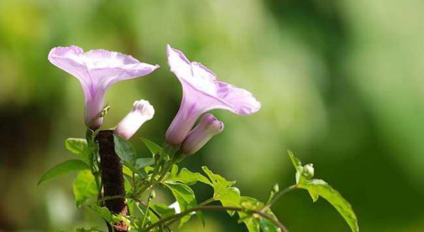 牵牛花的特点介绍
