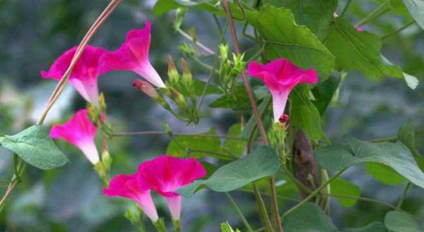 牵牛花的特点介绍