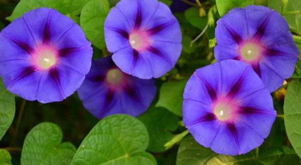 牵牛花的特点介绍