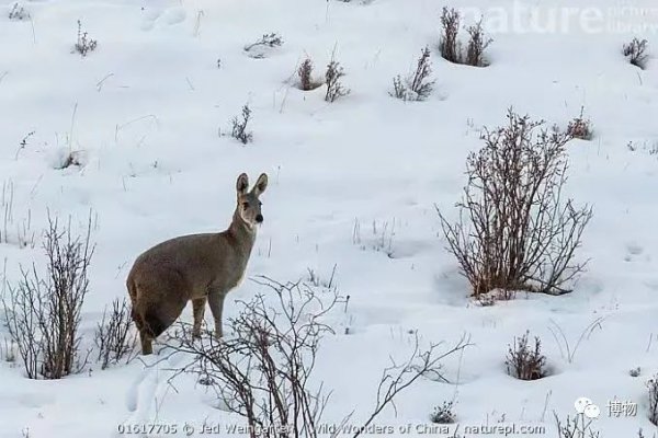 麝香是什么动物身上的哪个部位