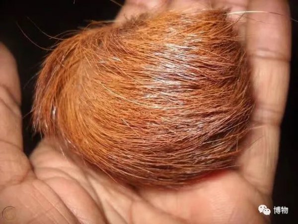 麝香是什么动物身上的哪个部位