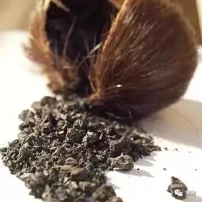 麝香是什么动物身上的哪个部位