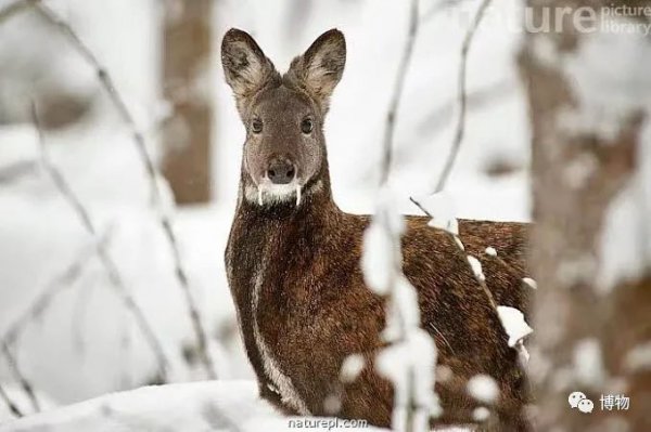 麝香是什么动物身上的哪个部位