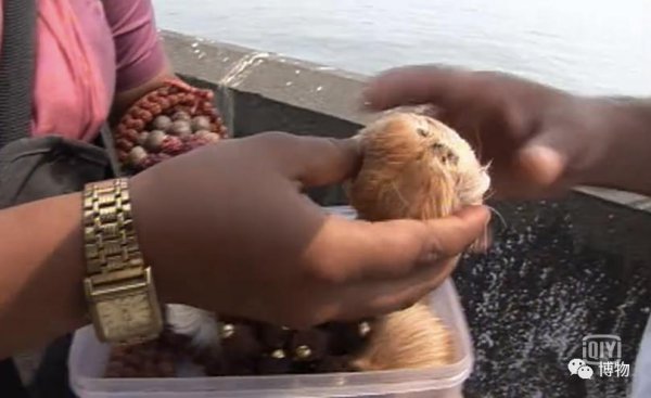 麝香是什么动物身上的哪个部位