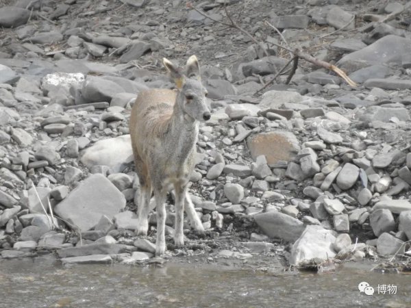麝香是什么动物身上的哪个部位
