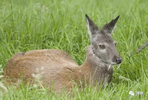 麝香是什么动物身上的哪个部位
