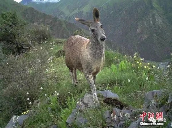麝香是什么动物身上的哪个部位