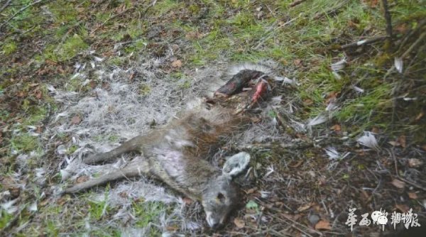 麝香是什么动物身上的哪个部位