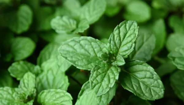 户外蚊子怕什么味道不敢来