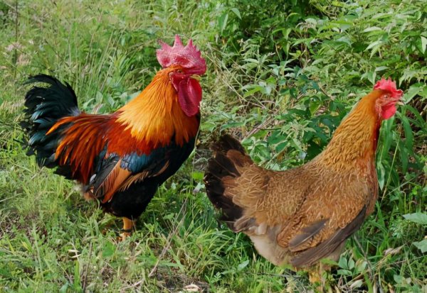 母鸡下蛋需要公鸡的配合吗