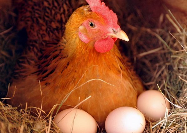 母鸡下蛋需要公鸡的配合吗