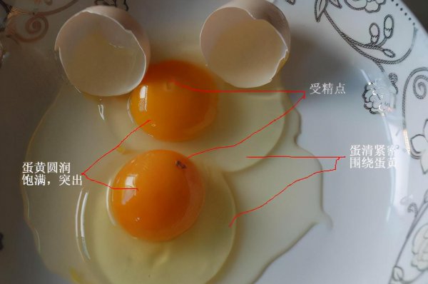 母鸡下蛋需要公鸡的配合吗