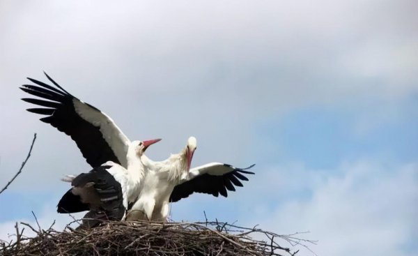 母鸡下蛋需要公鸡的配合吗