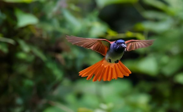 母鸡下蛋需要公鸡的配合吗