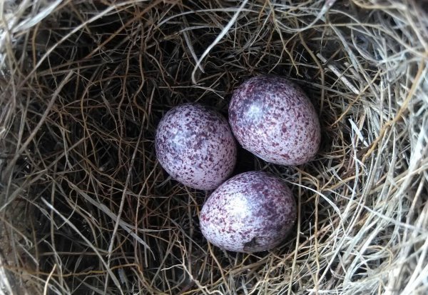 母鸡下蛋需要公鸡的配合吗