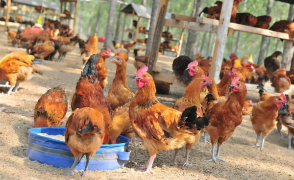 母鸡下蛋需要公鸡的配合吗