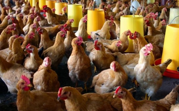 母鸡下蛋需要公鸡的配合吗