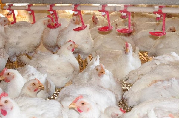 母鸡下蛋需要公鸡的配合吗