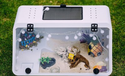 小型寄居蟹吃什么食物比较好 海里寄居蟹怎么养活