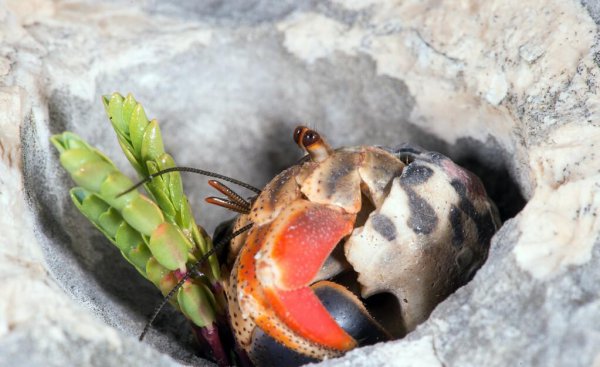 小型寄居蟹吃什么食物比较好