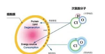 次氯酸和次氯酸钠区别 次氯酸和次氯酸钠的使用方法