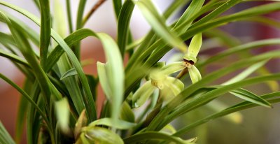 兰花施什么肥最好 种植兰花时最实用的肥料是哪种