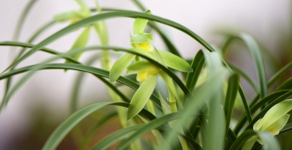 兰花施什么肥最好