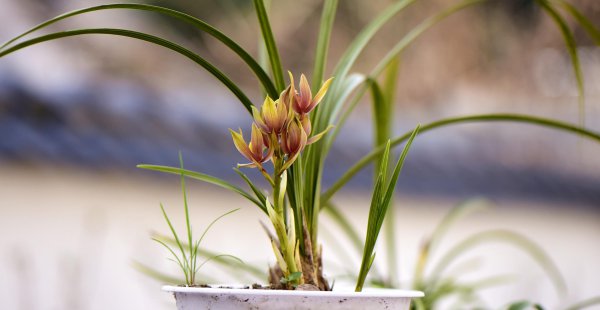 兰花施什么肥最好