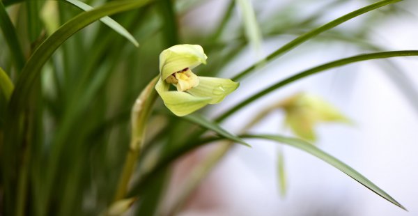 兰花施什么肥最好