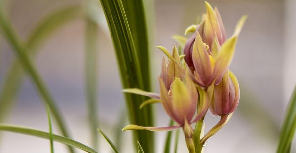 兰花施什么肥最好