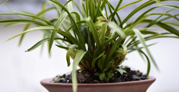 兰花施什么肥最好