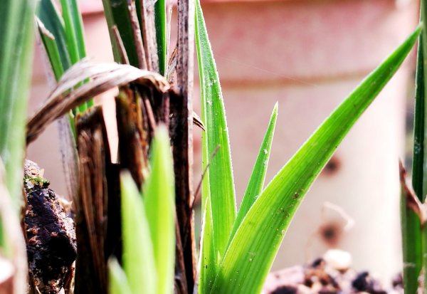 兰花施什么肥最好