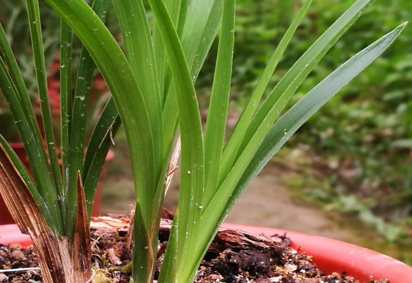 兰花施什么肥最好
