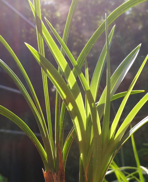 兰花施什么肥最好