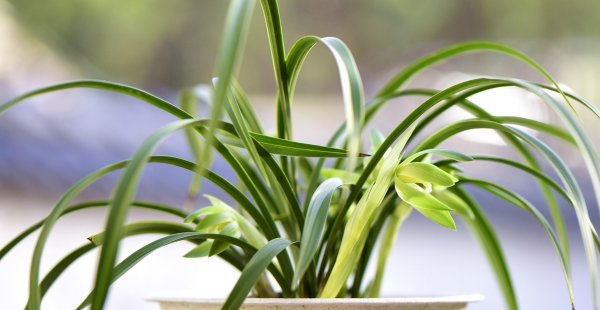 兰花施什么肥最好