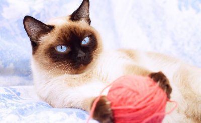 为什么千万别养暹罗猫 为什么很少人会饲养暹罗猫