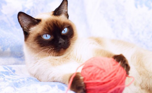 为什么千万别养暹罗猫