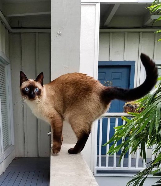 为什么千万别养暹罗猫