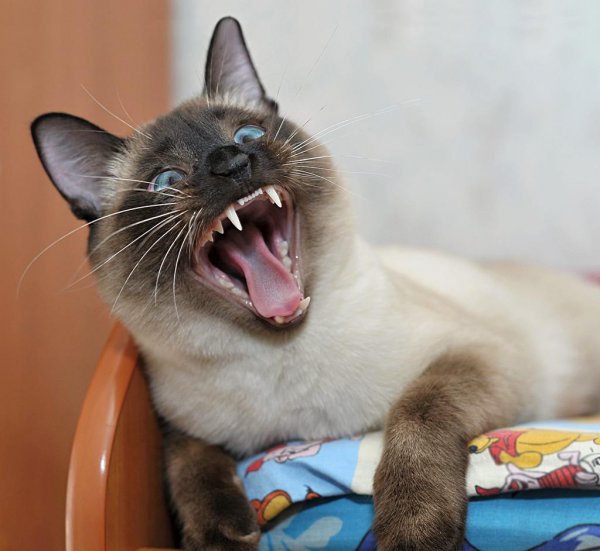 为什么千万别养暹罗猫