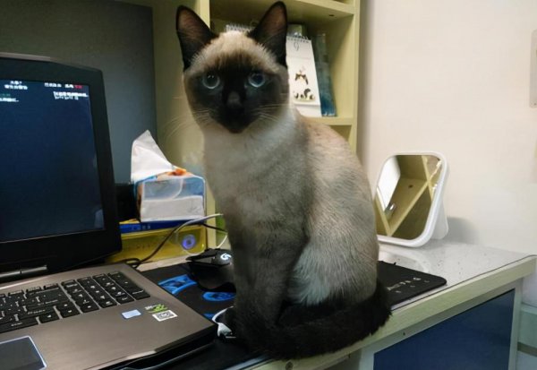 为什么千万别养暹罗猫