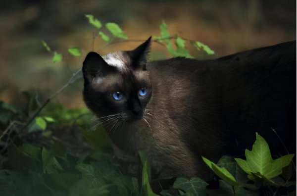 为什么千万别养暹罗猫