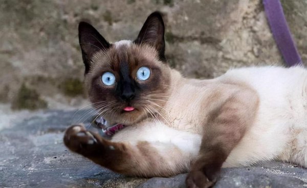 为什么千万别养暹罗猫