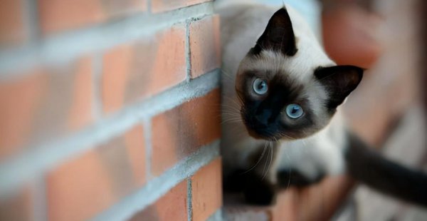 为什么千万别养暹罗猫