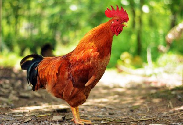 正月初一的节日和风俗