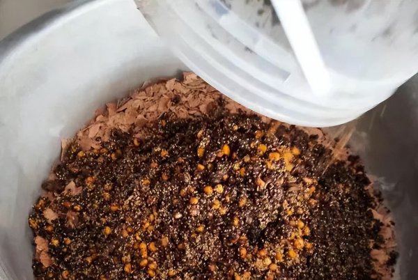 鲤鱼用什么钓最好上钩