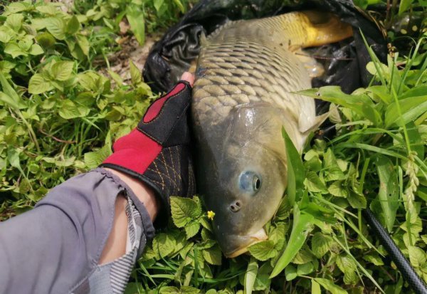 鲤鱼用什么钓最好上钩