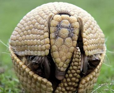 犰狳是什么动物简介 属于国家保护动物 防御力很强