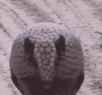 犰狳是什么动物简介