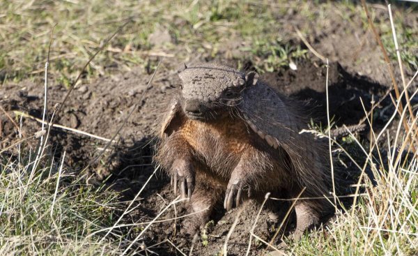 犰狳是什么动物简介