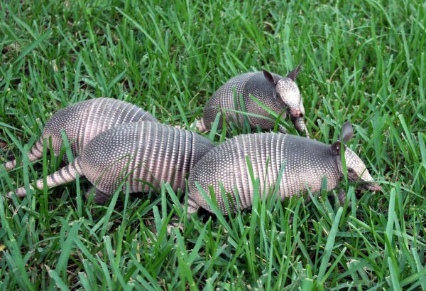 犰狳是什么动物简介